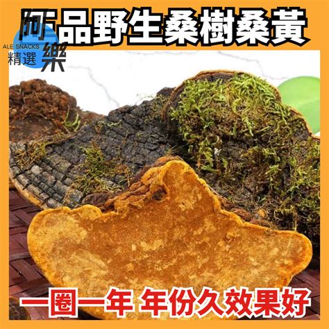 桑黃靈芝|桑黃食用攻略》認識桑黃6大功效與食用方式，有效達。